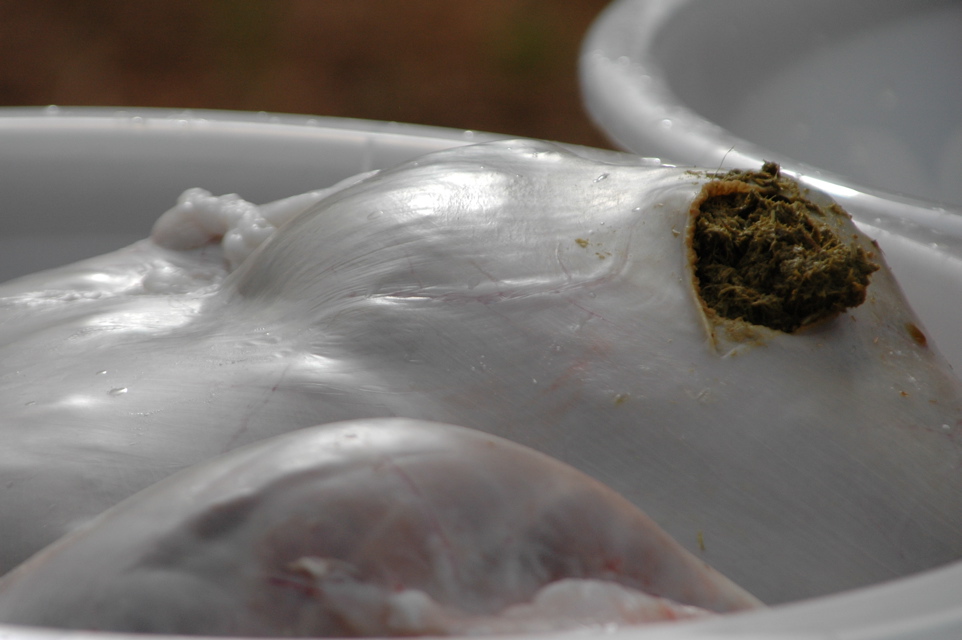 DSC_0110.JPG