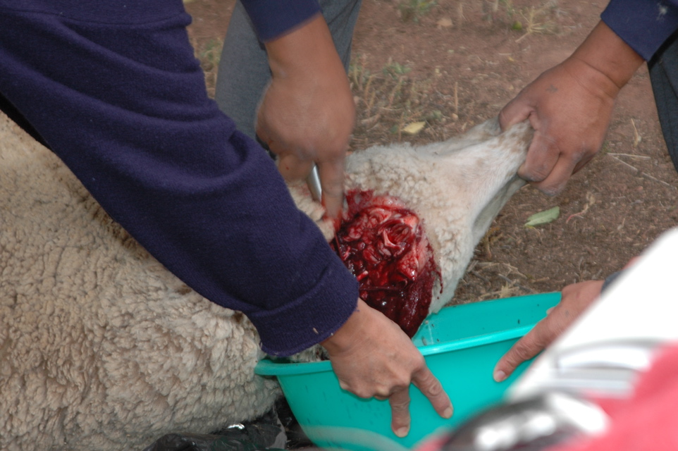 DSC_0006.JPG